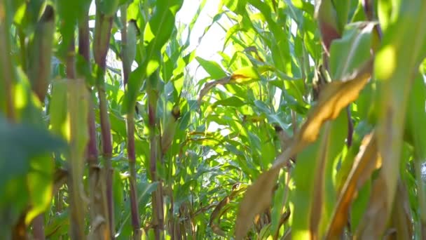 Feuillage luxuriant de maïs sur de hautes tiges avec des oreilles et des feuilles vertes — Video