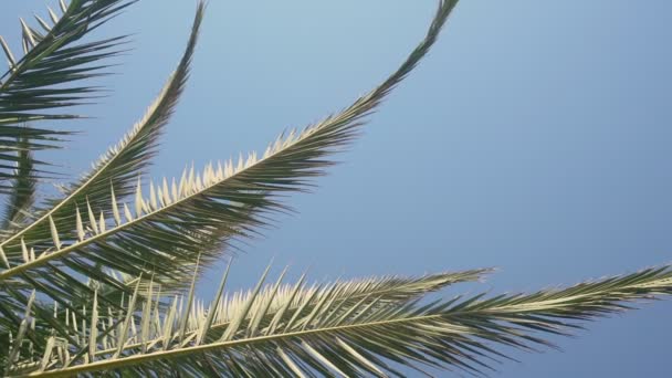 Velké palmy zelené listy houpe s vánkem proti jasné modré obloze. — Stock video