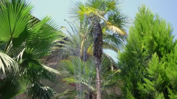 Vista próxima da fonte com respingo de água contra palmeira — Vídeo de Stock