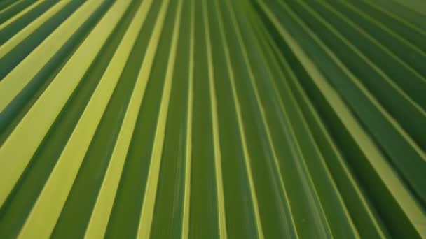 Grote groene palmblad schommels met zomerbries macro achtergrond. — Stockvideo