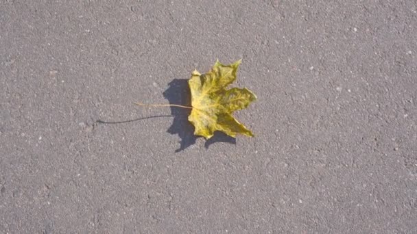 Ensamt gult lönnlöv som rör sig med lätt vind på asfalterad väg. — Stockvideo
