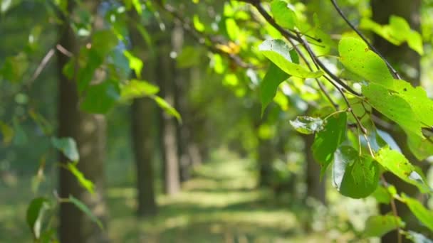 Passarela bonita no beco do parque natural com árvores de álamo com folhas verdes — Vídeo de Stock