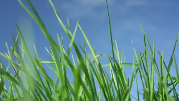 Молода зелена трава, що росте на дикому полі на тлі блакитного неба . — стокове відео