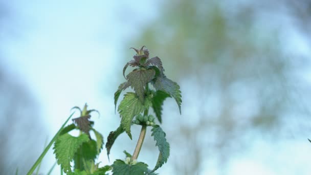 Urtiga ou urtica dioica planta crescendo no campo selvagem contra o céu turvo — Vídeo de Stock