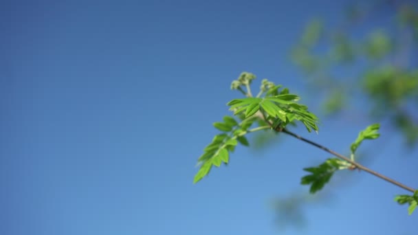 Green colored wild ash rowanberry or sorbus tree leaves swaying with breeze — Stock Video