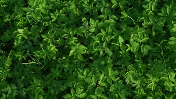 Aegopodium podagraria or herb gerard or bishops weed natural background. — Stock Video