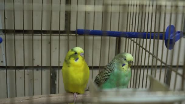Due pappagalli di budgerigar di colore giallo e blu in gabbia. — Video Stock