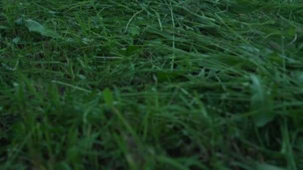 La hierba verde larga recién cortada miente en la franja en el campo de la granja en día del verano — Vídeos de Stock