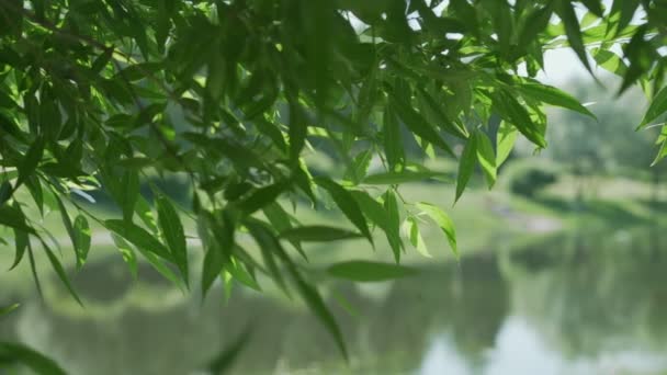 Зеленые листья плачущей ивы на переднем плане озера или реки в парке — стоковое видео