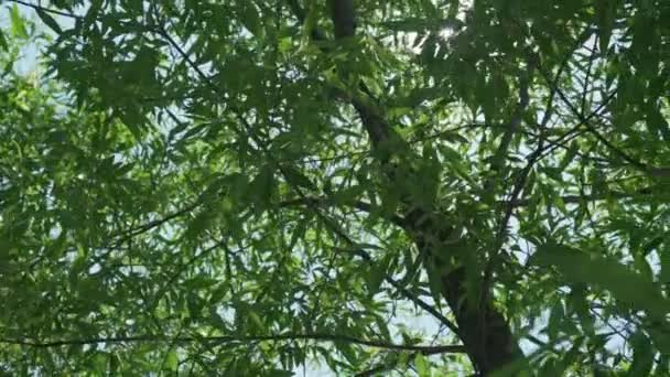 Glada solstrålar fladdrar bland grenar i lövverk av gråtande pilträd — Stockvideo