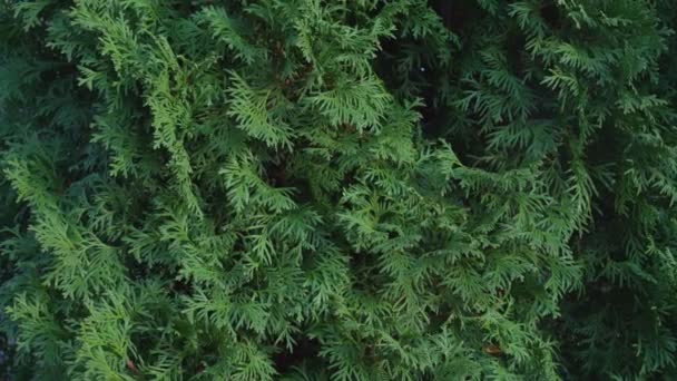 Thuja siepe cespuglio con fogliame verde lussureggiante ondeggiante con leggera brezza — Video Stock