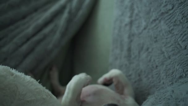 Dog jack russell terrier sover på mjuk soffa upp och ner — Stockvideo