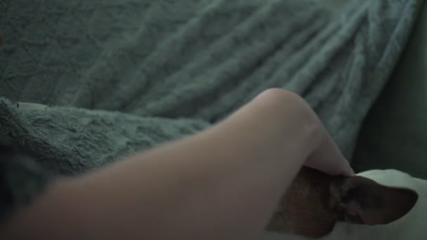 Haushund Jack Russell Terrier zeigt Grinsen mit Zähnen und beißt Besitzerin in die Hand. — Stockvideo