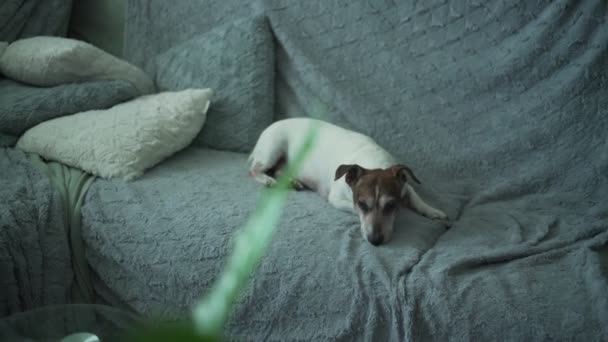 Little gammal hund jack russell terrier har tupplur på inhemsk soffa — Stockvideo