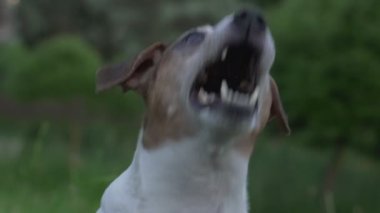Köpek Jack Russell Terrier, doğal parkta uçan böcekleri yakalıyor.