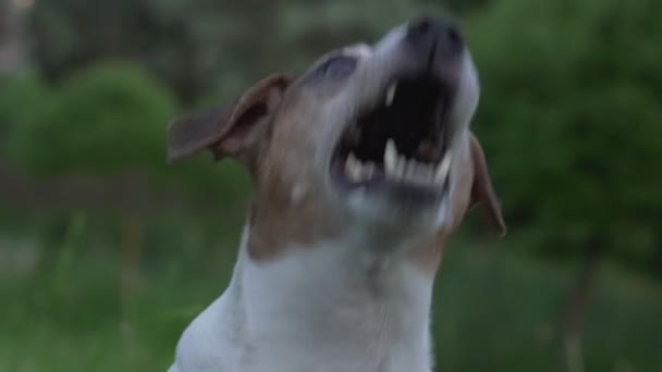 Köpek Jack Russell Terrier, doğal parkta uçan böcekleri yakalıyor. — Stok video