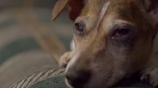 Hasta köpek Jack Russell Terrier kanepeye uzanıp üzgün üzgün bakıyor. — Stok video