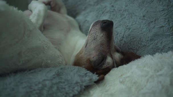 Vuxen sällskapsdjur hund jack russell terrier ligger tassar luft upp på mjuk säng — Stockvideo