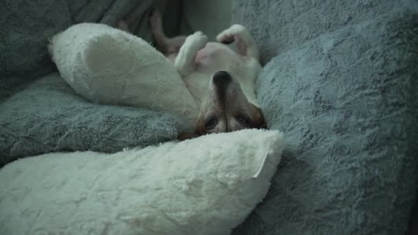 Senior huisdier hond jack russell terriër wakker en springen van de bank — Stockvideo