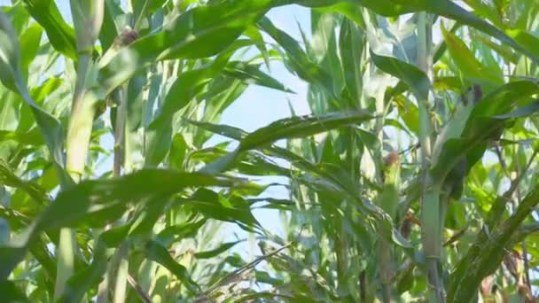 Grandes vapores de maíz verde con hojas ondeadas por el viento ligero — Vídeos de Stock