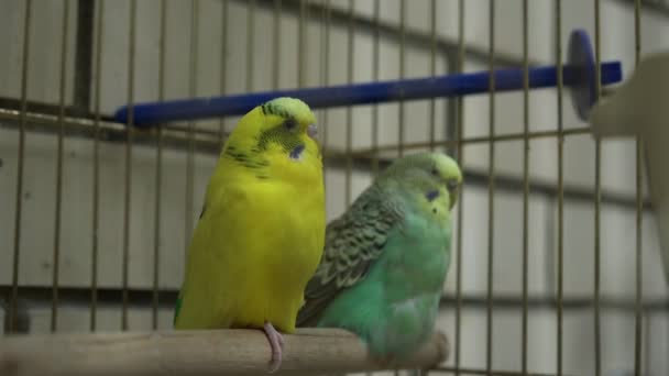 Αστεία budgies του κίτρινου και τυρκουάζ χρώματα κάθονται στο υποκατάστημα — Αρχείο Βίντεο