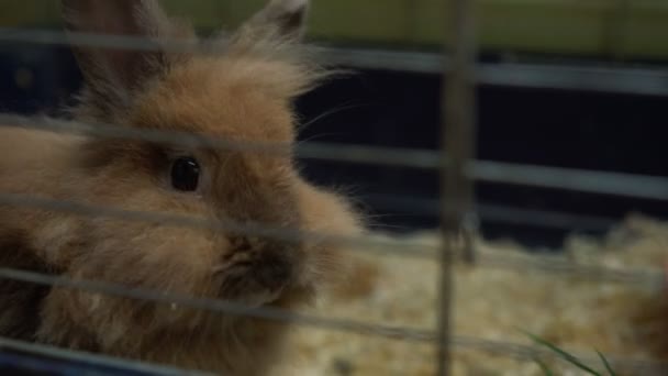 Funny pygmy rabbit with long fur of brown colour in cage — Stock Video