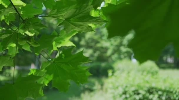 Täta lönnlöv växer på bruna grenar vinkade av lätt vind — Stockvideo