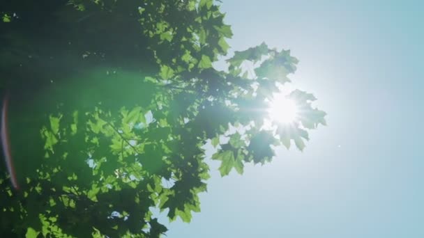 Stor lönn trädtopp med löv upplysta av starkt solljus — Stockvideo