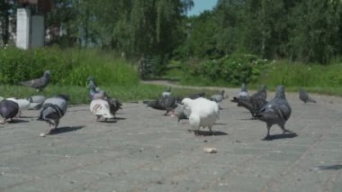 Farklı güvercinler parkta gri asfalt yolda yürüyor.