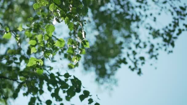 Stora gröna björklöv på bruna grenar vinkade av vinden — Stockvideo