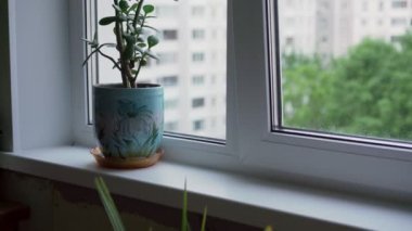 Crassula ovata para ağacı ev iç tarafındaki beyaz pencere pervazına konmuş.