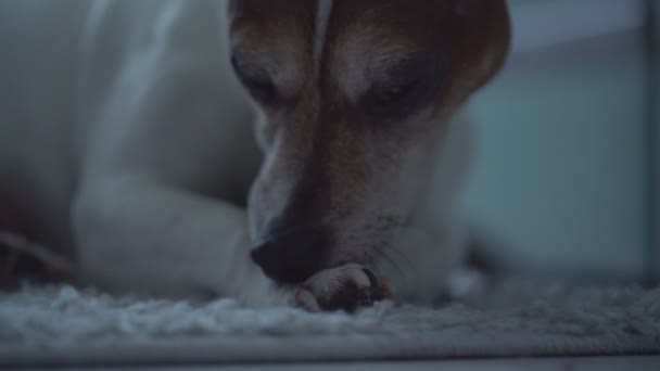Vit och brun hund jack russell terrier slickar tass på grund av allergi — Stockvideo