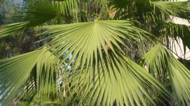 Tropikal rüzgarın salladığı büyük yapraklı yeşil palmiye ağaçları.