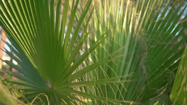 Zöld pálmafalevelek nagy szálakkal és barna elemekkel — Stock videók