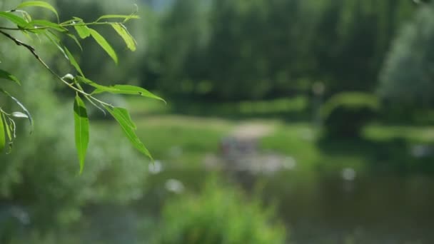 Groene wilgenbladeren gezwaaid door lichte wind tegen wazig meer — Stockvideo