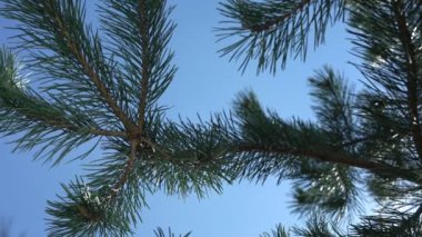 Hafif bahar rüzgarı yeşil çam ağacının yemyeşil dalına eser