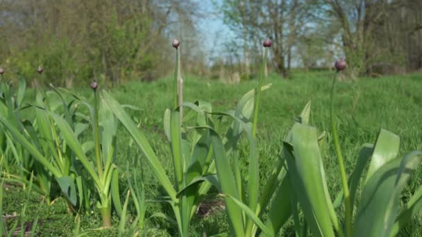 Pequeños brotes de flores verdes en el jardín del pueblo local en verano — Vídeos de Stock