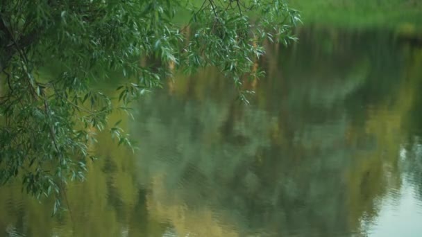 広い穏やかな地元の公園の湖は木々のシルエットを反映しています — ストック動画