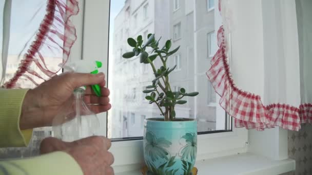 Osoba spryskuje wodą zieloną soczystą roślinę w niebieskim garnku — Wideo stockowe