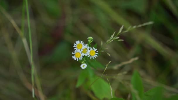 Flores de manzanilla y spitule verde se balancean en el viento ligero — Vídeos de Stock