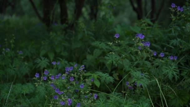 Bushes of sky-blue flax flowers against green trees — Stock Video