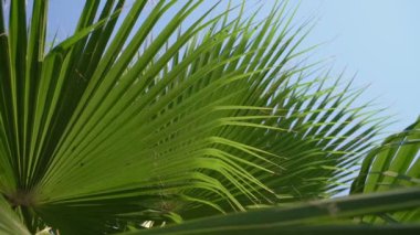 Hafif rüzgarın salladığı yeşil renkli büyük palmiye yaprağı.