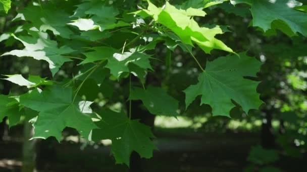 Hojas de arce verde en rama de árbol ondeado por viento ligero — Vídeos de Stock