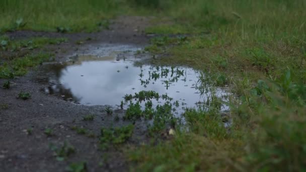 Puddle in field among green grass and small drops of rain — Stock video