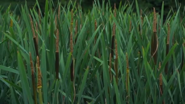 Зеленый кошачий хвост с пряностями, раскачивающимися на ветру на озере — стоковое видео