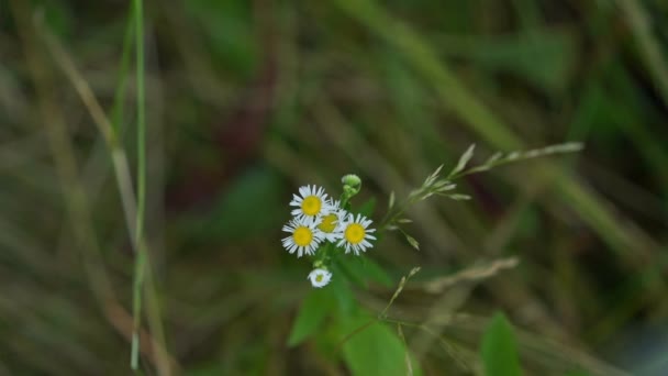 Flores de manzanilla contra hierba verde en prado de madera — Vídeo de stock