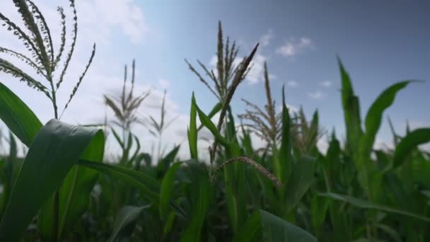 Grüne Blätter einer Maispflanze wachsen auf einem Feld unter blauem Himmel — Stockvideo