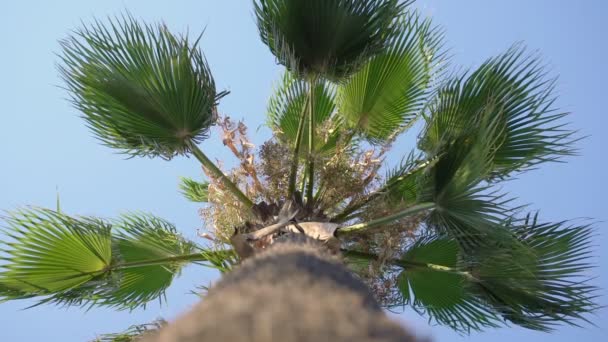 Große tropische Palme mit grünen Blättern und braunem Stamm — Stockvideo