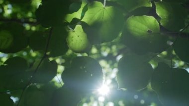 Yeşil kavak yaprakları, rüzgârın salladığı küçük sarı detaylar.