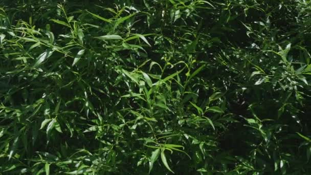 Зеленая ива с маленькими листьями под ярким солнечным светом — стоковое видео
